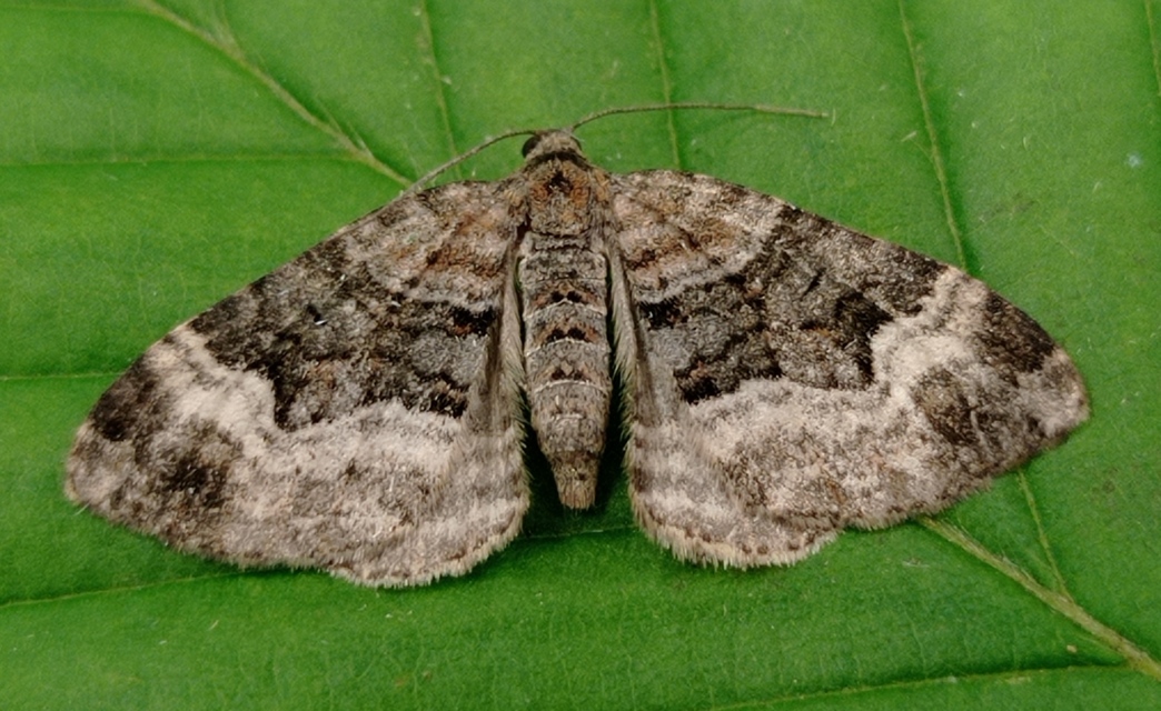 Xanthorhoe biriviata - kétsávos tarkaaraszoló
