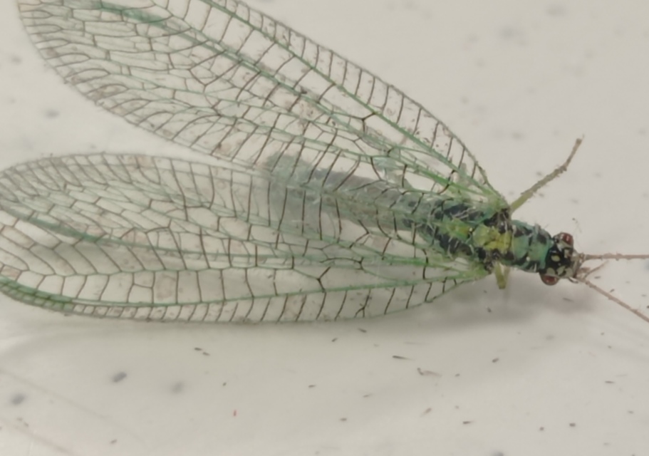 Chrysopa perla - aranyszemű fátyolka