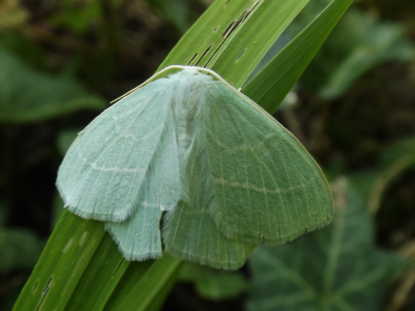 Hemistola chrysoprasaria - kékes zöldaraszoló