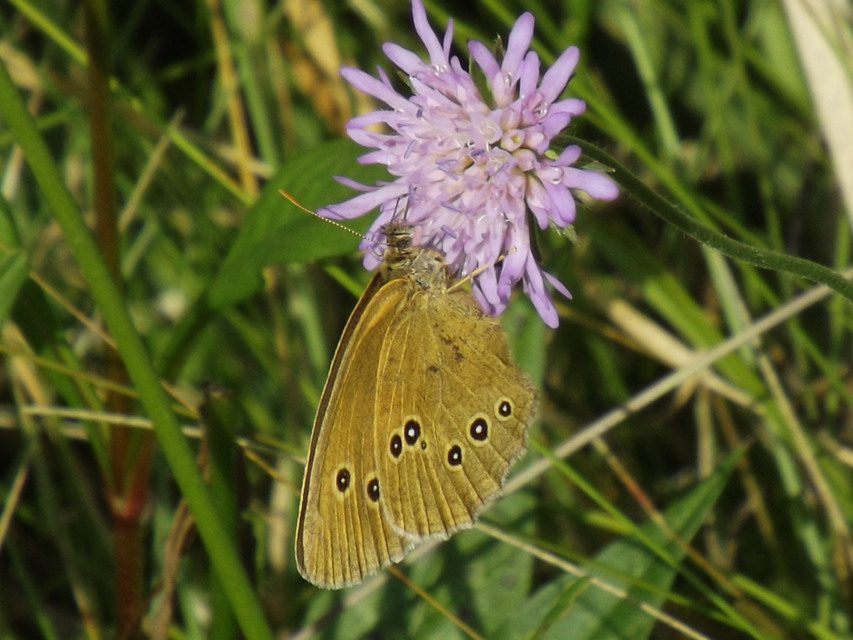 Aphantopus hyperanthus - közönséges ökörszemlepke