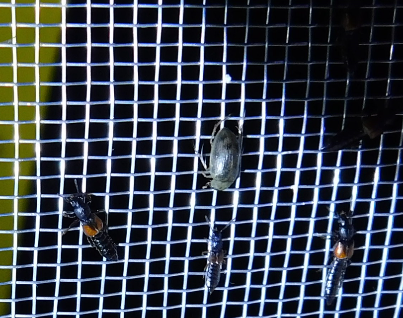 Berosus spinosus - széki szemescsibor Berosus spinosus - széki szemescsibor