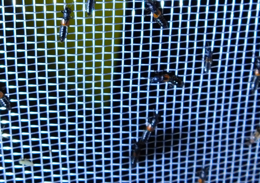 Bledius tricornis - háromszarvú ásóholyva Bledius tricornis - háromszarvú ásóholyva