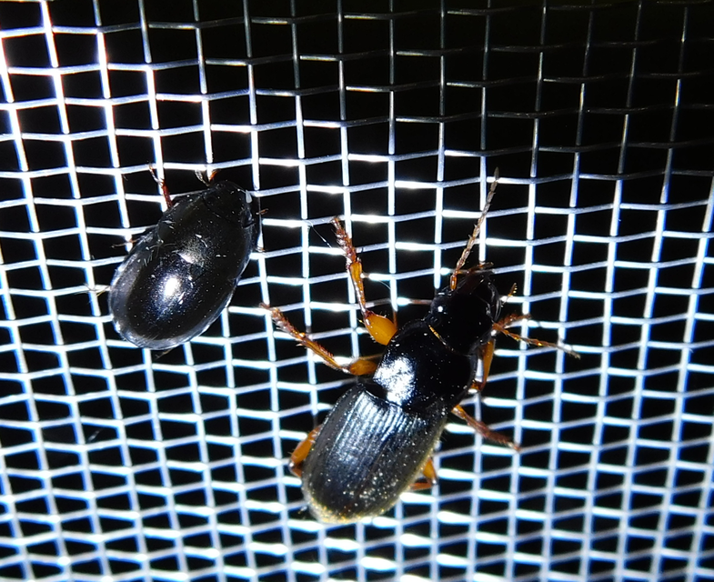 Limnoxenus niger - fekete csibor