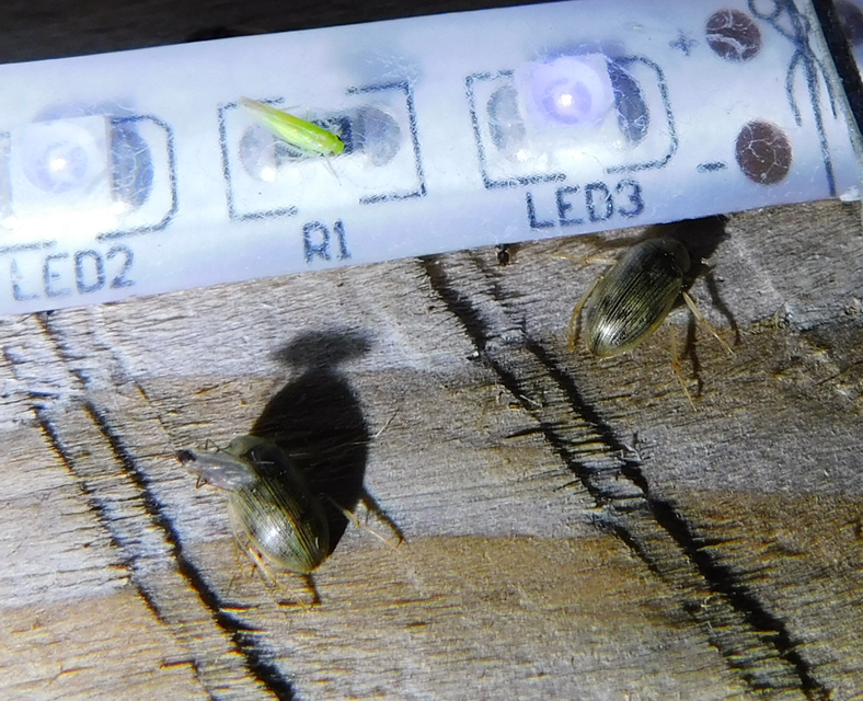 Berosus spinosus - széki szemescsibor Berosus spinosus - széki szemescsibor