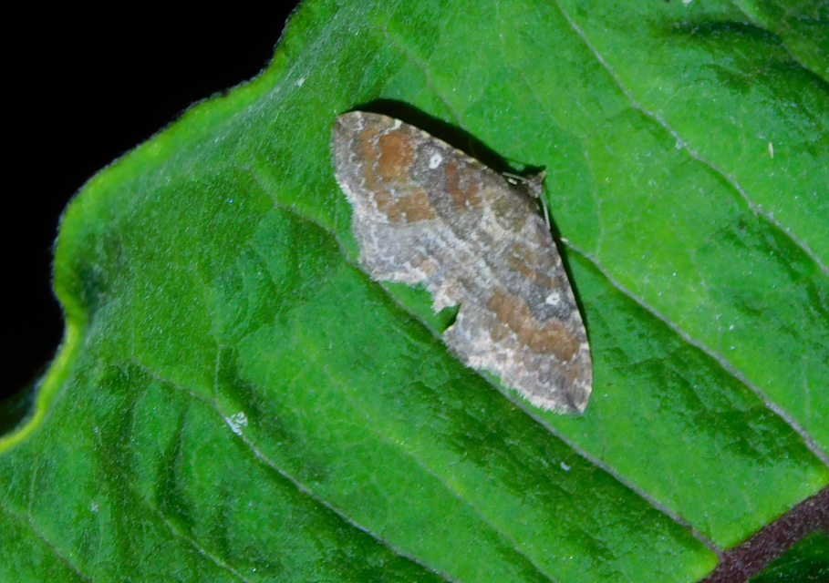 Orthonama obstipata - vándoraraszoló