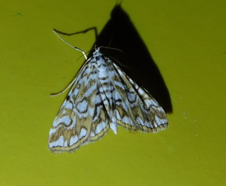 Elophila nymphaeata - tarka vízimoly