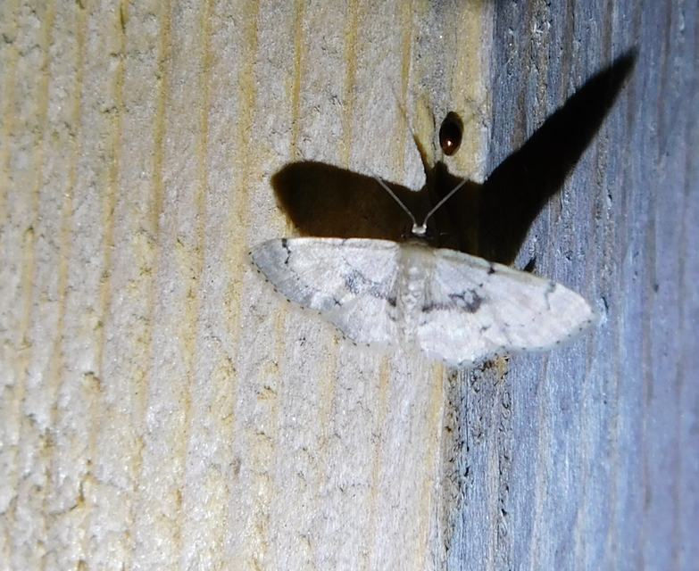Idaea laevigata - sötétfoltos apróaraszoló