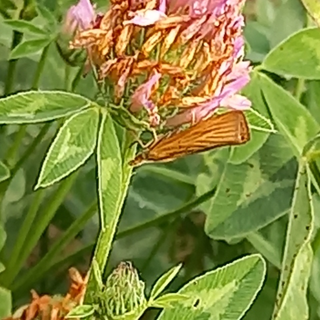 Pediasia luteella - agyagsárga fűgyökérmoly