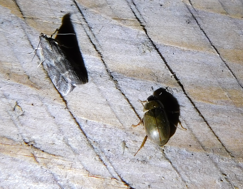 Glyptoteles leucacrinella - turjáni karcsúmoly