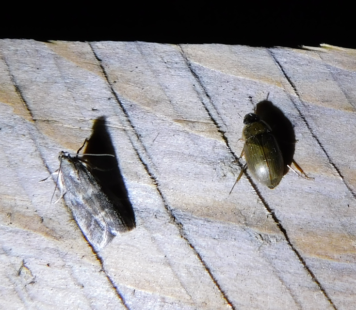 Enochrus Enochrus