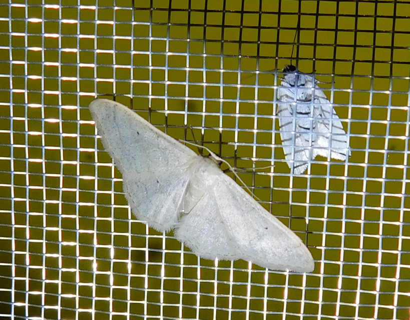 Idaea straminata - szalmasárga sávosaraszoló