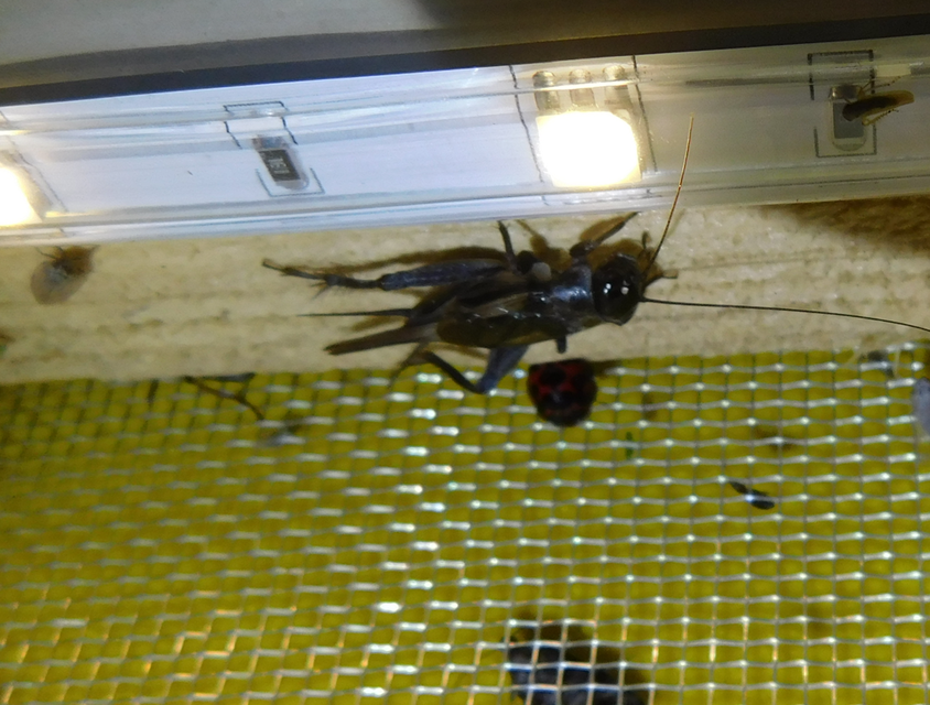 Eumodicogryllus bordigalensis - bordói tücsök