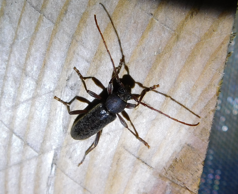 Trichoferus campestris - szállóvendég éjicincér