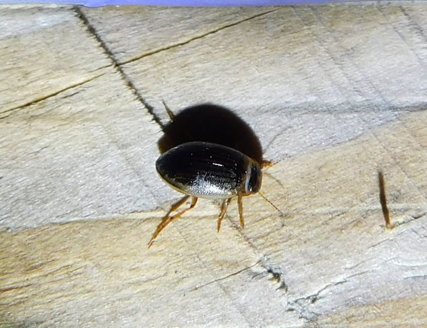Hygrotus impressopunctatus - barázdás aprócsíkbogár Hygrotus impressopunctatus - barázdás aprócsíkbogár