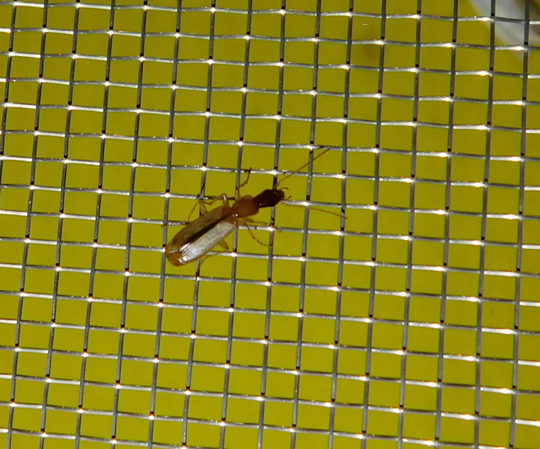 Paradromius longiceps - hosszúfejű kéregfutó