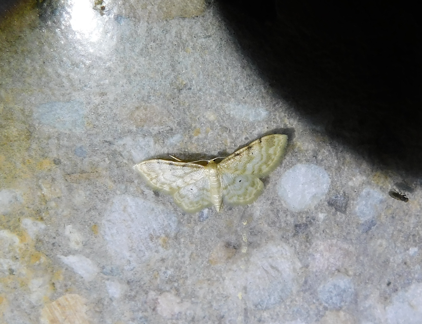 Idaea fuscovenosa - szürkeszélű apróaraszoló