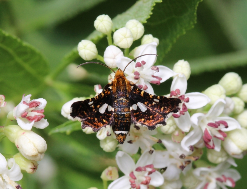 Thyris fenestrella - gyakori ablakosmoly