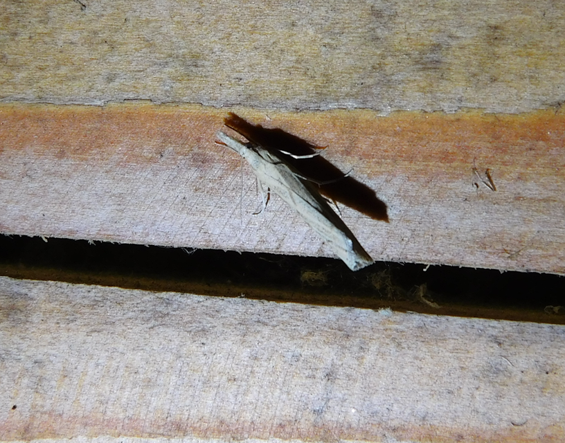 Pediasia contaminella - mocskos fűgyökérmoly