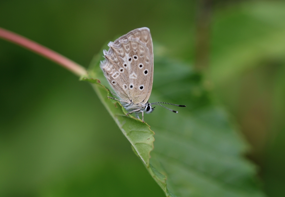 Polyommatus daphnis - csipkés boglárka