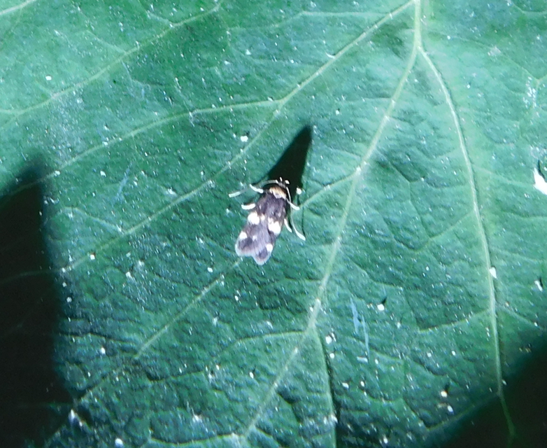 Oegoconia