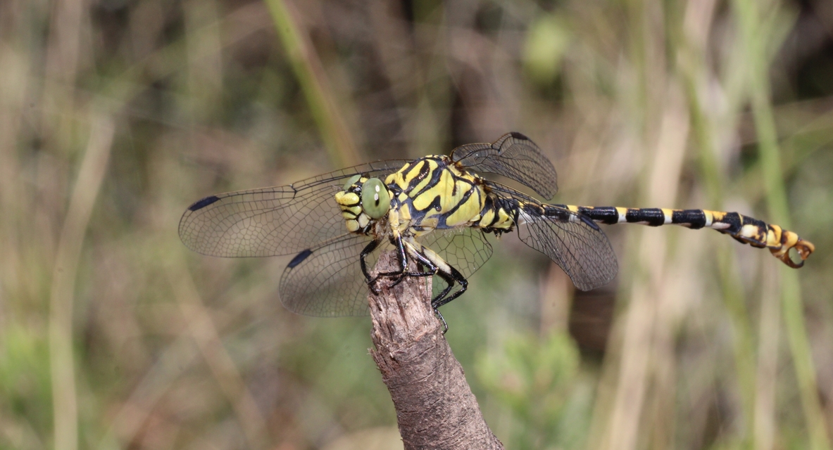 Onychogomphus forcipatus - gyűrűs folyami-szitakötő