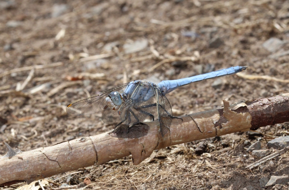 Orthetrum brunneum - pataki pásztorszitakötő