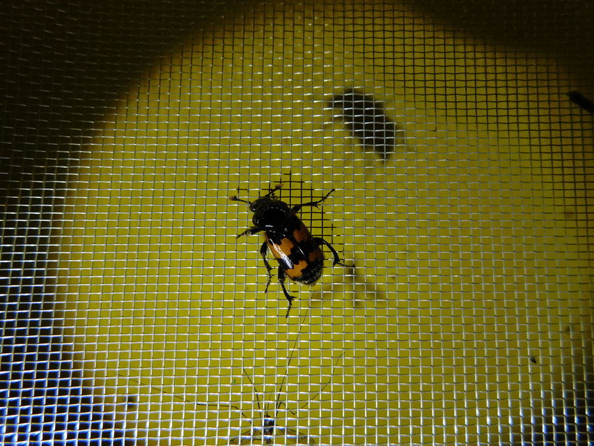 Nicrophorus vespillo - közönséges temetőbogár