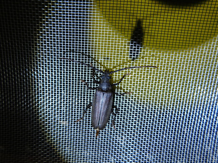 Aegosoma scabricorne - diófacincér