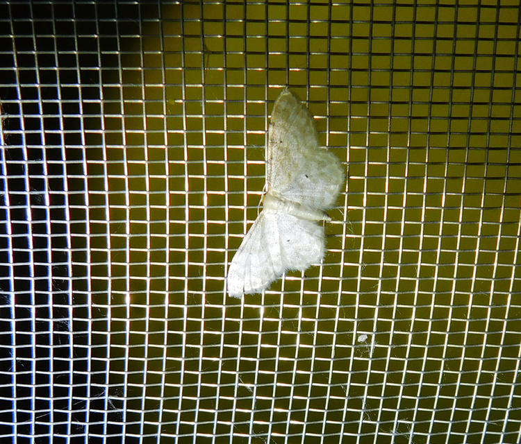 Idaea fuscovenosa - szürkeszélű apróaraszoló