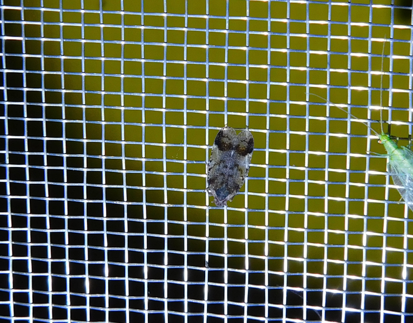 Cixius
