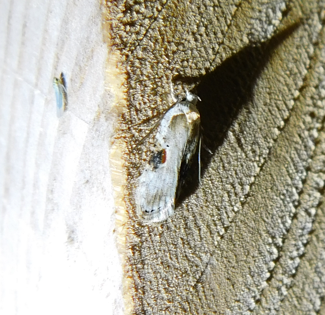 Agonopterix alstromeriana - bürök-laposmoly