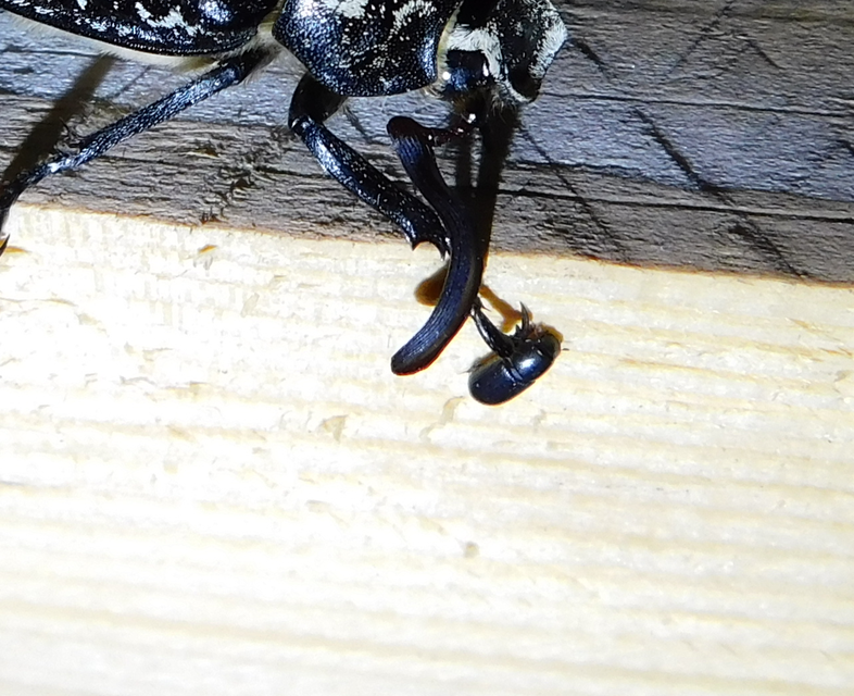 Polyphylla fullo - csapó cserebogár