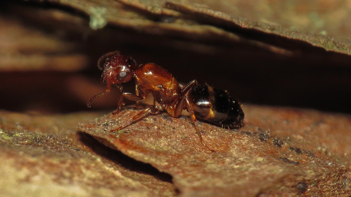 Colobopsis truncata - kapushangya