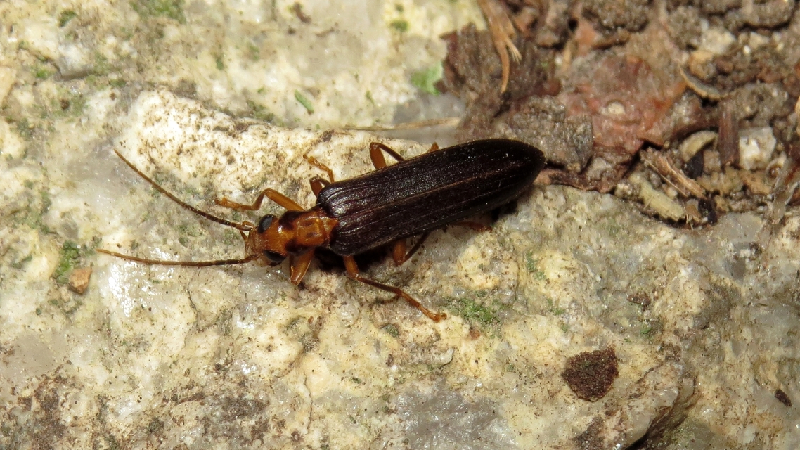 Nacerdes carniolica - karnóliai álcincér