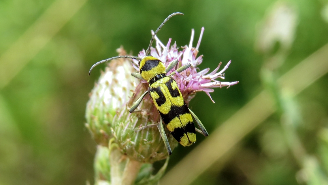Chlorophorus varius - díszes darázscincér