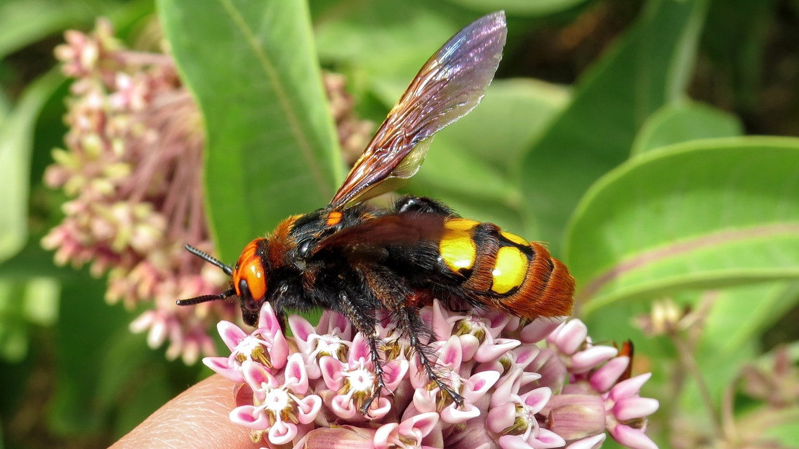 Megascolia maculata - óriás-tőrösdarázs
