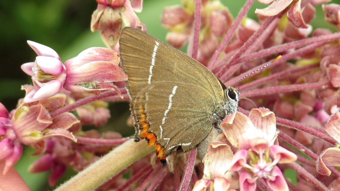 Satyrium w-album - szilfa-csücsköslepke