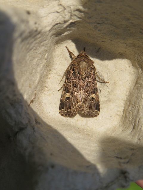 Heliophobus reticulata - fehéreres kertibagoly