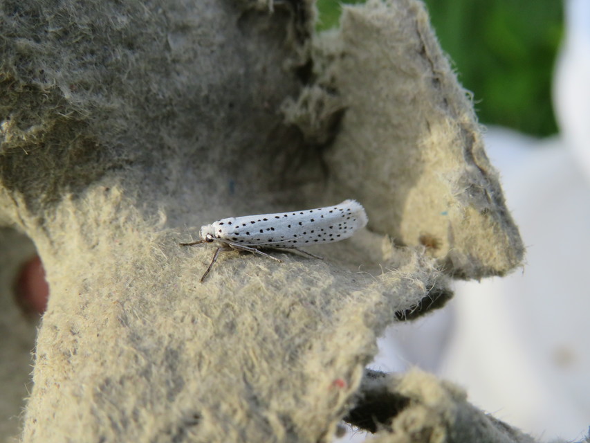 Yponomeuta evonymella - pókhálós májusfamoly