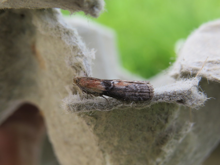 Sciota adelphella - pirosszárnytövű karcsúmoly