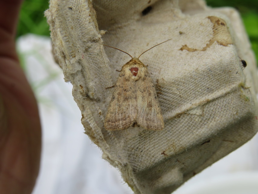 Hoplodrina octogenaria - barna selymesbagoly