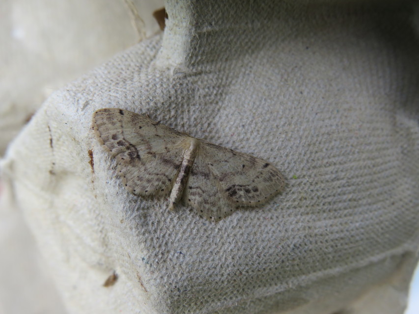 Idaea dimidiata - gyakori apróaraszoló