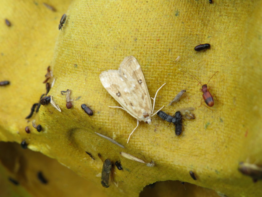 Parapoynx stratiotata - közönséges vízimoly