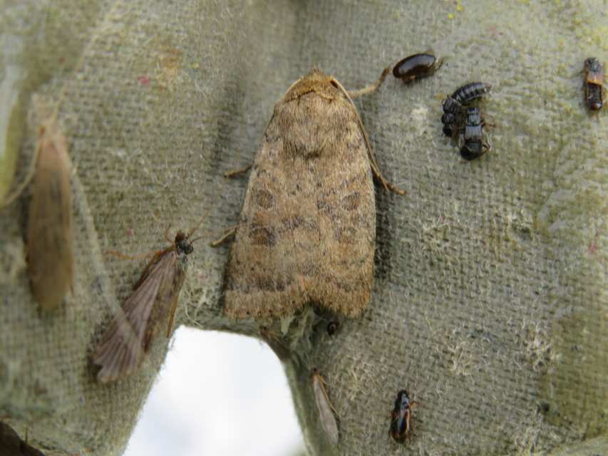 Hoplodrina octogenaria - barna selymesbagoly