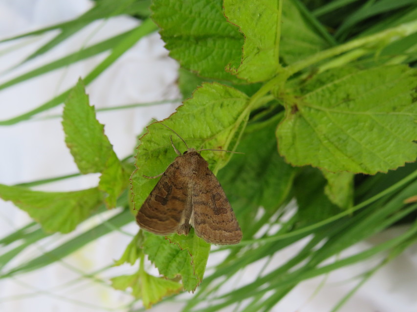 Hoplodrina octogenaria - barna selymesbagoly