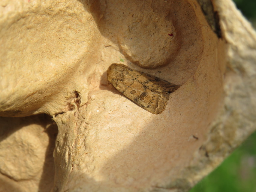 Hoplodrina octogenaria - barna selymesbagoly