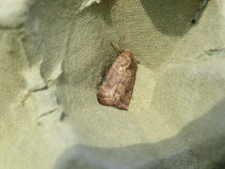 Hoplodrina octogenaria - barna selymesbagoly