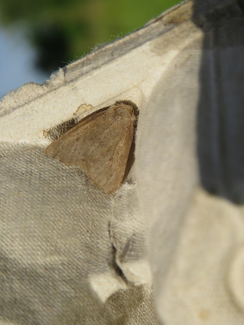 Acosmetia caliginosa - imolabagoly