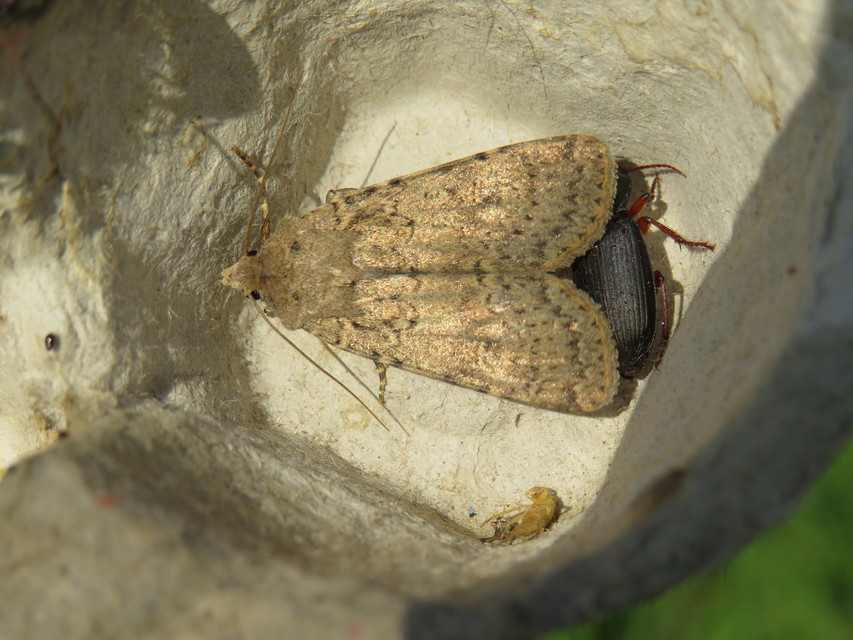 Rhyacia simulans - hamvas földibagoly