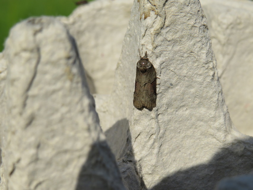 Nycteola siculana - fűz-trapézbagoly